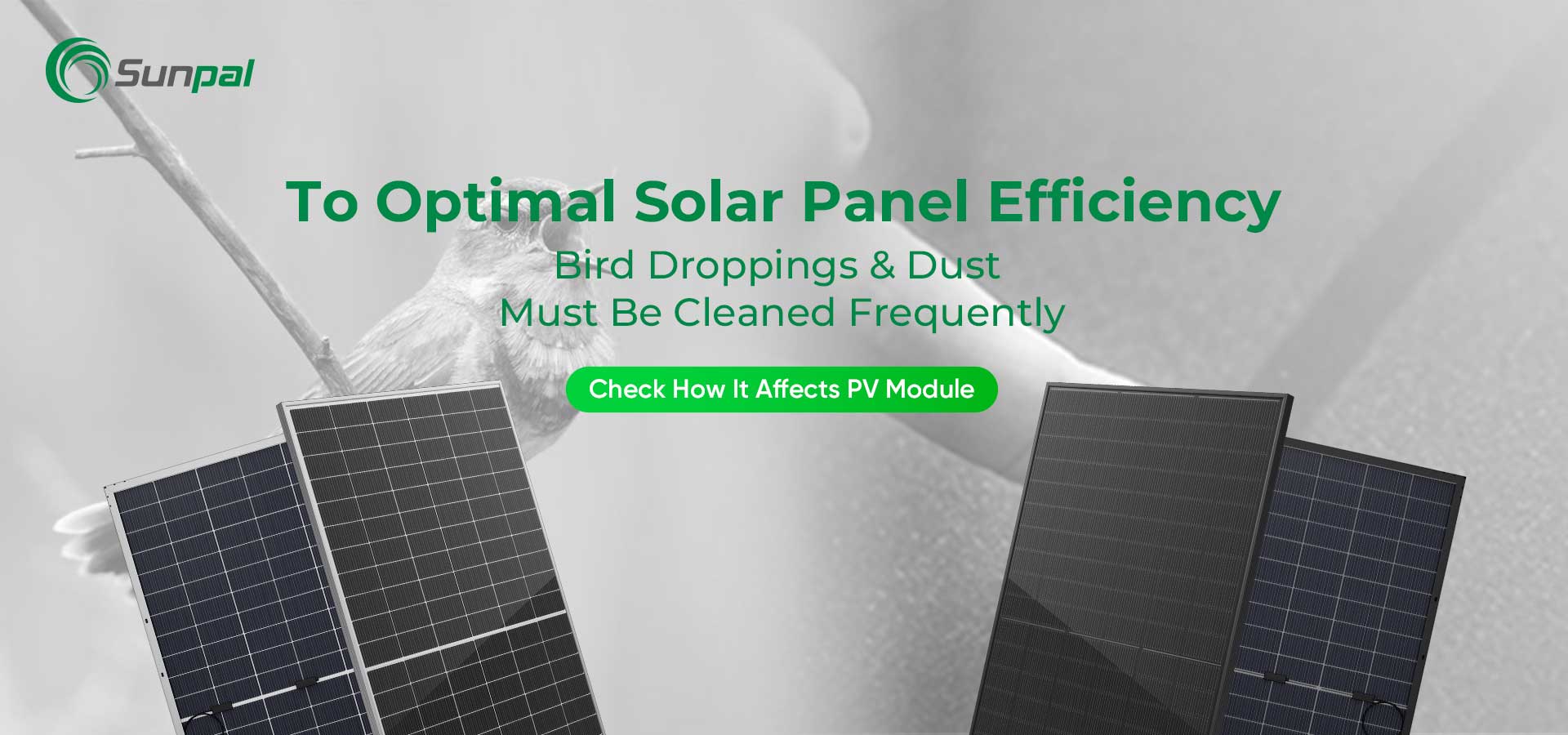 Bụi và phân chim: Làm sạch để đạt hiệu suất tối ưu của tấm pin mặt trời